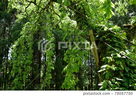 Old weeping green tree, Daisen City, Akita Prefecture Old weeping green tree, Daisen City, Akita Prefecture 78087780