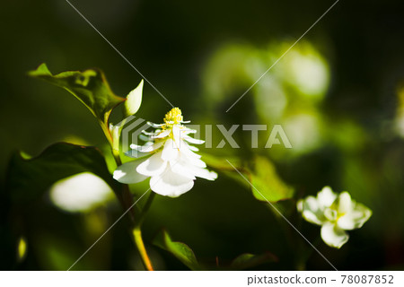 稀有重瓣魚腥草 78087852