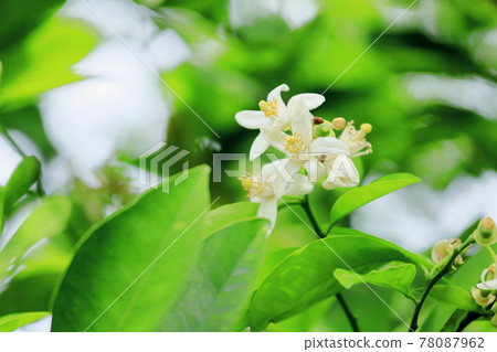 Lemon Flower 78087962