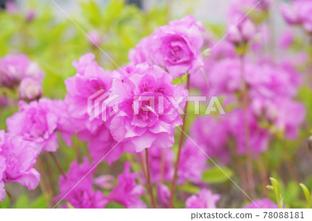 Yodogawa Azalea Yodogawa Azalea 78088181