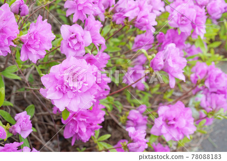 Yodogawa Azalea Yodogawa Azalea 78088183