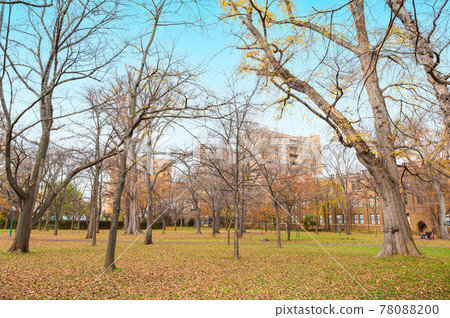 Autumn Hokkaido Hokkaido University Sapporo Campus Autumn Hokkaido Hokkaido University Sapporo Campus 78088200