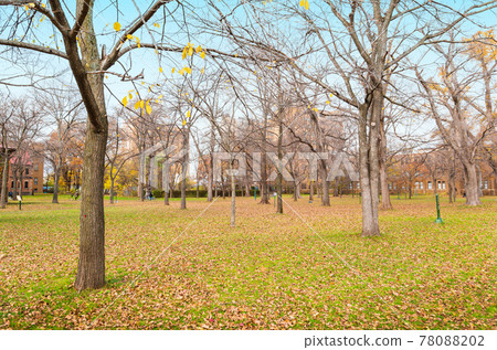 Autumn Hokkaido Hokkaido University Sapporo Campus Autumn Hokkaido Hokkaido University Sapporo Campus 78088202