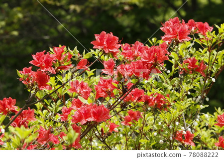 Ezo Yamatsutsuji Ezoyama 躅 Yamatsutsuji 78088222