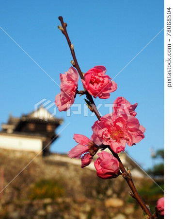 沐浴在春天的天空和夕陽中的八重梅(高知城梅之壇) 沐浴在春天的天空和夕陽中的八重梅(高知城梅之壇) 78088504
