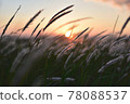 Dusk plants 78088537