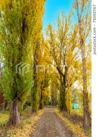 Autumn Hokkaido Hokkaido University Poplar Trees Autumn Hokkaido Hokkaido University Poplar Trees 78088567