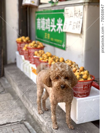 初夏中國市場的玩具貴賓犬 初夏中國市場的玩具貴賓犬 78088647