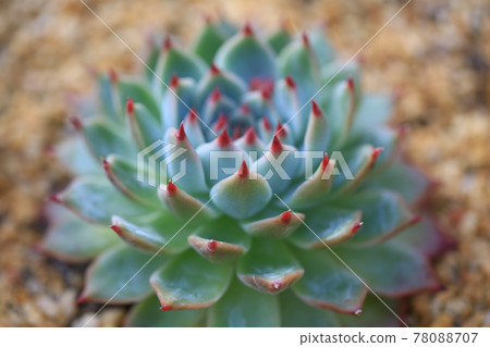 Sedum weinbergii,Mother-of-pearl-plant or Ghost plant. 78088707