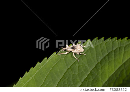 Ladybird lobster weevil 78088832