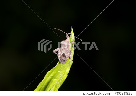 Hojoki bug 78088833