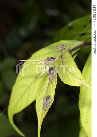 Hojoki bug 78088834