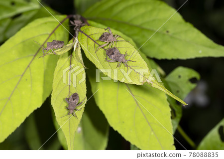 Hojoki bug 78088835