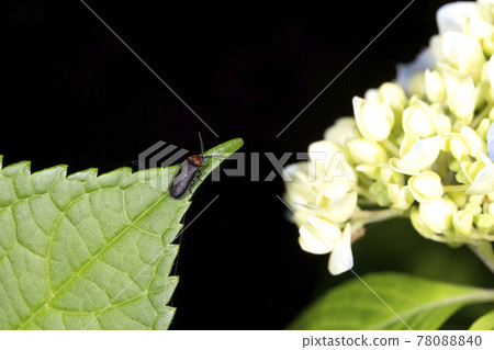 Munekuriro Botaru 78088840