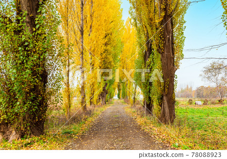 Autumn Hokkaido Hokkaido University Poplar Trees 78088923
