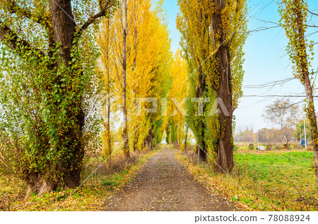 Autumn Hokkaido Hokkaido University Poplar Trees 78088924