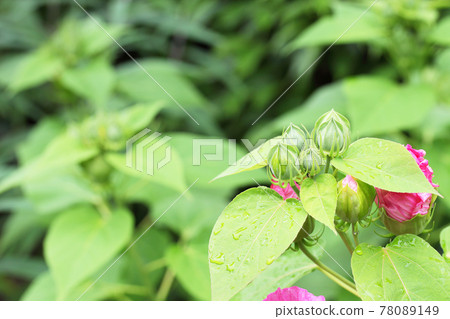 美國飛行花蕾和雨下落 78089149