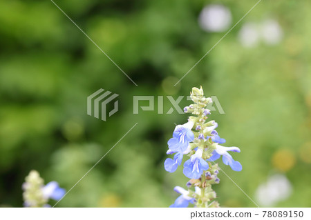 博格鼠尾草芽和花 78089150