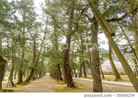 Izumo City, Shimane Prefecture The approach to the pine tree leading to Izumo Taisha Shrine 78089254