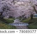 春天盛開的觀音寺川 78089377