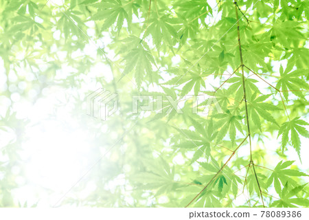 Fresh green image cut Miyagase dam lake, Kanagawa prefecture Fresh green image cut Miyagase dam lake, Kanagawa prefecture 78089386