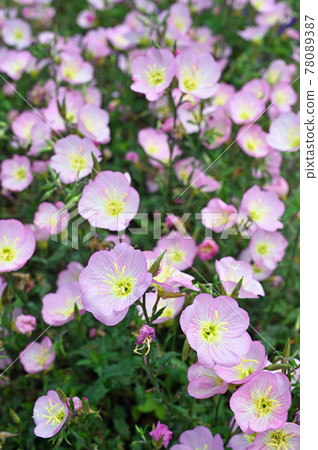 Plants: Pinkladies, Evening Primrose Plants: Pinkladies, Evening Primrose 78089387