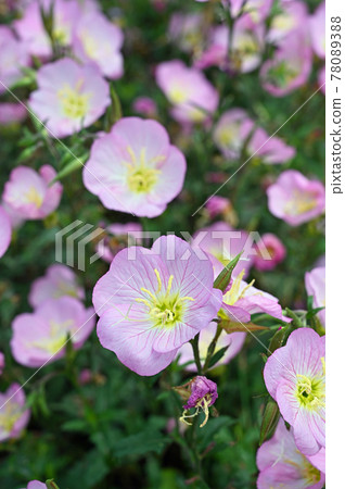 植物:Pinkladies、月見草 植物:Pinkladies、月見草 78089388
