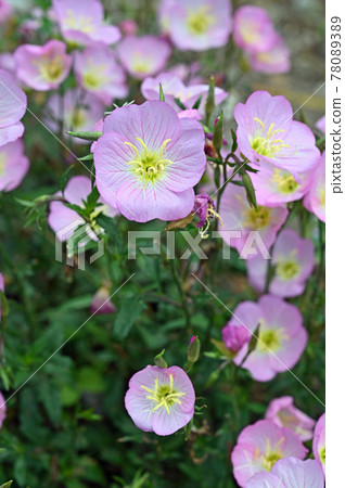 植物：Pinkladies、月見草 78089389