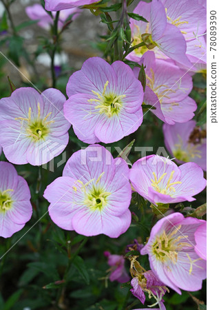 植物:Pinkladies、月見草 植物:Pinkladies、月見草 78089390