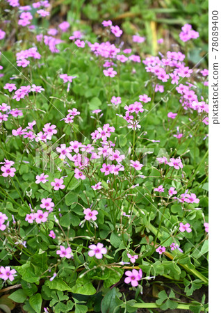 Plant: Potato scorpion Plant: Potato scorpion 78089400