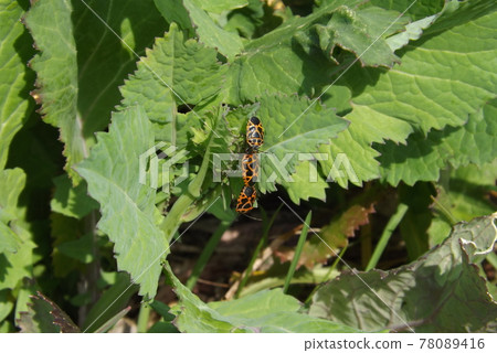 Eurydema dominus during mating Eurydema dominus during mating 78089416
