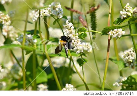 [京都府] 京都府龜岡市內盛開蕎麥花田和蜜蜂 78089714