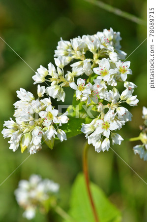 [Kyoto Prefecture] Buckwheat flower field and honeybees blooming all over Kameoka City, Kyoto Prefecture 78089715
