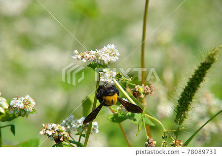 [Kyoto Prefecture] Buckwheat flower field and honeybees blooming all over Kameoka City, Kyoto Prefecture 78089731