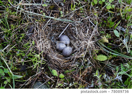 Lark's nest on the ridge 78089736