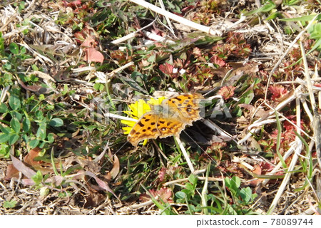 Comma that overwinters safely and sucks dandelion nectar Comma that overwinters safely and sucks dandelion nectar 78089744