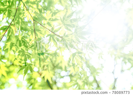 神奈川縣宮瀨壩湖的新鮮綠色圖像切割 78089773