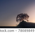 夕陽下的一朵櫻花 78089849