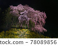 絢爛的垂枝櫻花在夜色中翩翩起舞 78089856