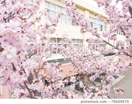 Cherry blossoms and school (with video material for pseudo aerial shooting at the same time) Cherry blossoms and school (with video material for pseudo aerial shooting at the same time) 78089878