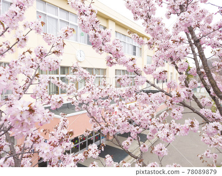 Sakura and elementary school (with video material for simultaneous aerial photography) 78089879