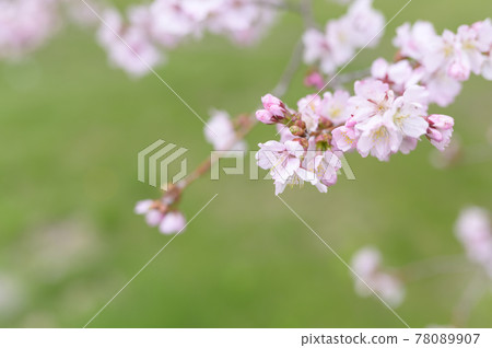 櫻花盛開（附視頻資料同時拍攝） 78089907