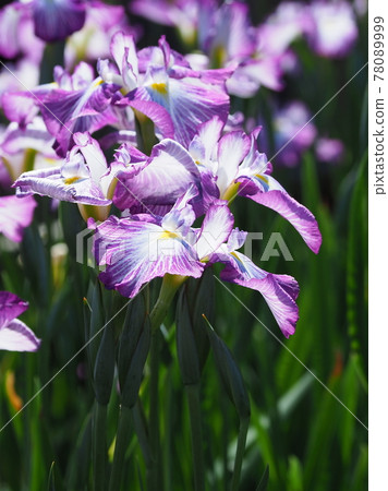 鳶尾花 鳶尾花 78089999