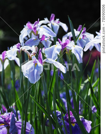 Iris 78090006