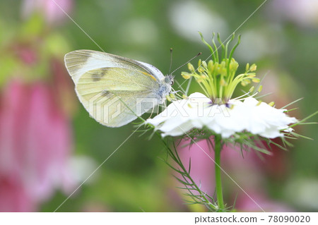 捲心菜白蝴蝶吮吸 Nigella (Nigella) 的花蜜 捲心菜白蝴蝶吮吸 Nigella (Nigella) 的花蜜 78090020