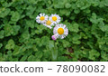 Halzion 在三葉草中綻放 78090082