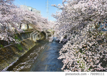 [Machida City] Cherry blossoms on the Onda River 78090111