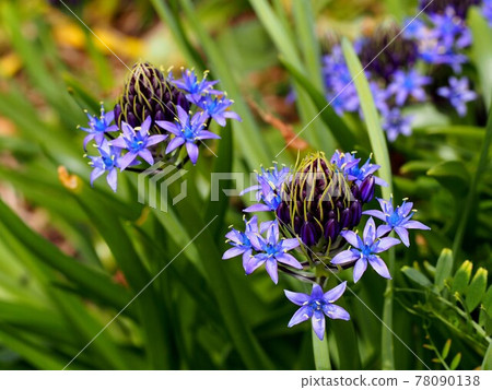 Blue Scilla peruviana flowers and buds (Kanda Park in early summer '21) 78090138