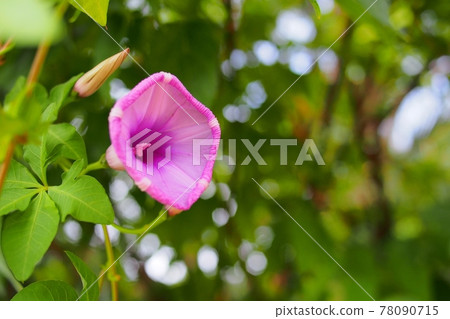 [Okinawa] Ryukyu morning glory 78090715