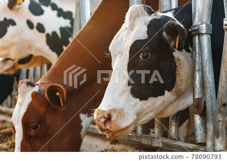 Adult cows standing in a stall on a farm Adult cows standing in a stall on a farm 78090793